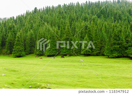 few free-range grass-fed cows are grazing near spruce forest at the mountain hills at rainy summer day 118347912