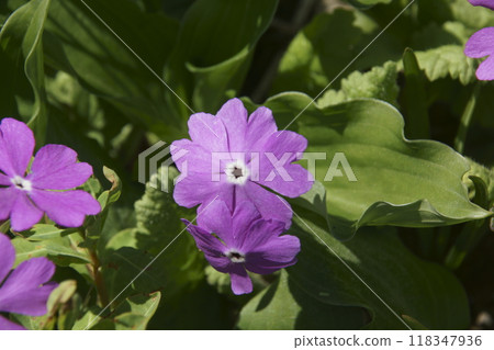 報春花 報春花 118347936