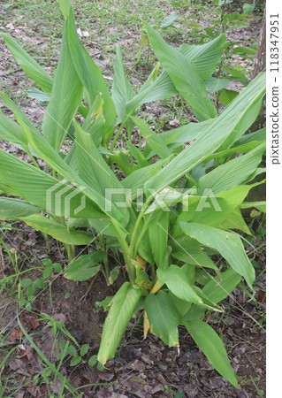 turmeric plant on pot in farm 118347951