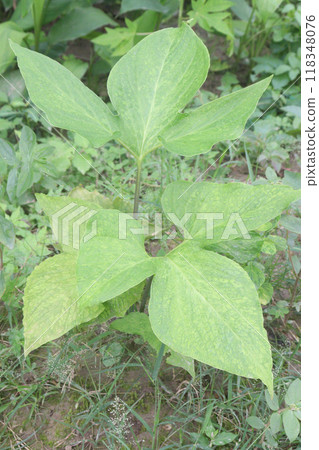 turmeric plant on pot in farm 118348076