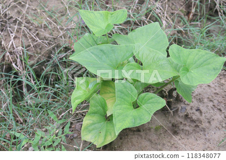 turmeric plant on pot in farm turmeric plant on pot in farm 118348077