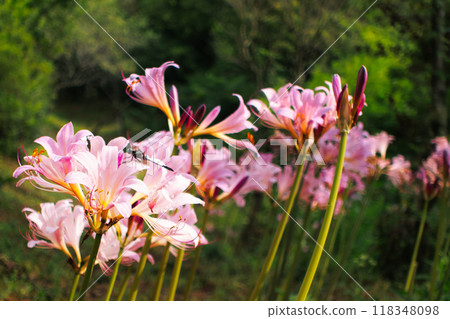 水仙花在夏日的陽光下閃閃發光 水仙花在夏日的陽光下閃閃發光 118348098
