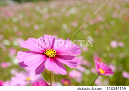 長岡京市的休耕地被用作波斯菊田 118348109