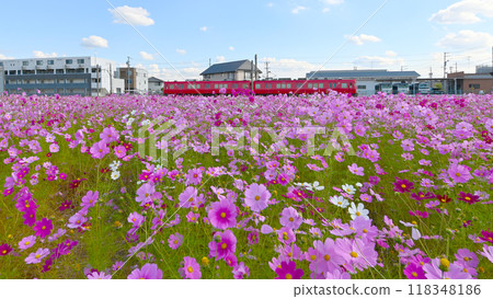 Cosmos field in full bloom and Meitetsu train - Flowers and railways Cosmos field in full bloom and Meitetsu train - Flowers and railways 118348186