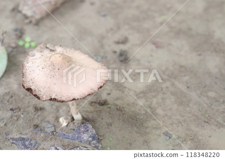 Volvariella bombycina on jungle its a edible mushroom Volvariella bombycina on jungle its a edible mushroom 118348220