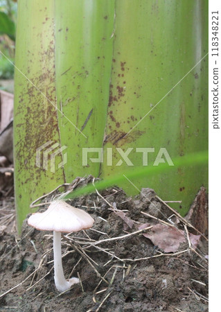 Volvariella bombycina on jungle its a edible mushroom Volvariella bombycina on jungle its a edible mushroom 118348221