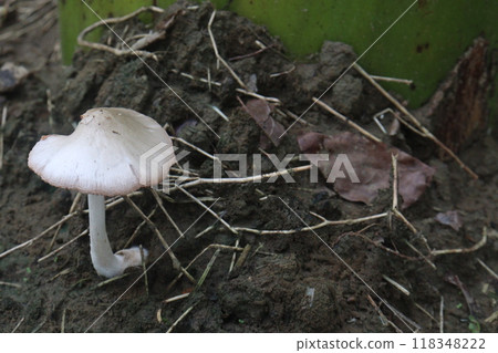 Volvariella bombycina on jungle its a edible mushroom Volvariella bombycina on jungle its a edible mushroom 118348222
