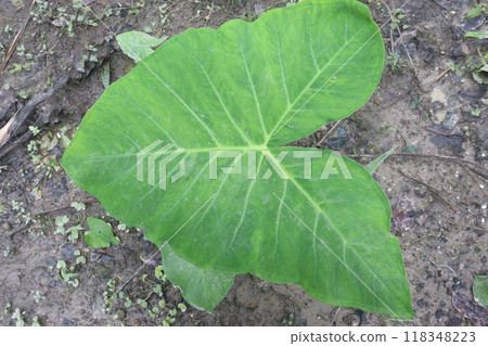 Xanthosoma sagittifolium plant on farm Xanthosoma sagittifolium plant on farm 118348223