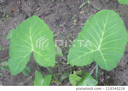 Xanthosoma sagittifolium plant on farm Xanthosoma sagittifolium plant on farm 118348226