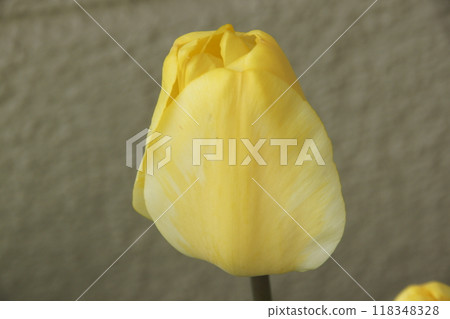 Tulip Tulip 118348328