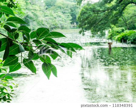 夏日水邊風景 118348391