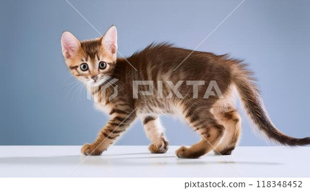 Kitten turning around 118348452
