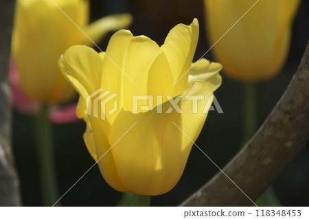 Tulip 118348453