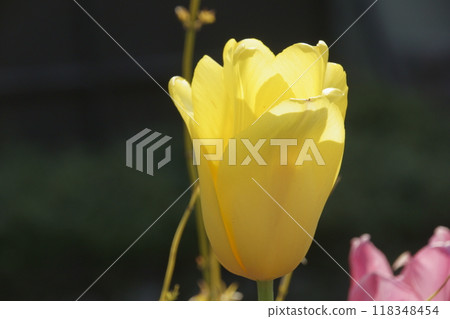 Tulip 118348454