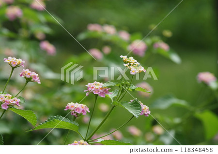 Lantana flowers in the garden Lantana flowers in the garden 118348458