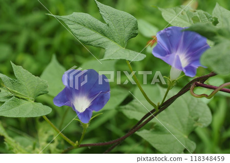 Two blue morning glories Two blue morning glories 118348459