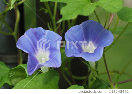 Two blue morning glory flowers Two blue morning glory flowers 118348461