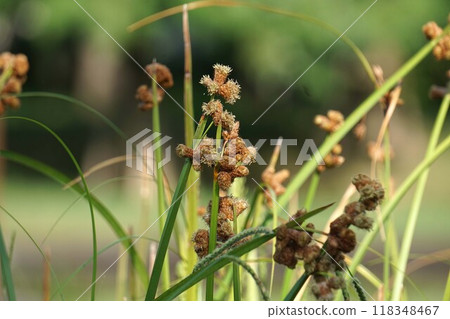 二井花穗，2024㋇ 118348467