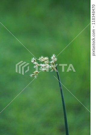 二井花穗，2024㋇ 118348470