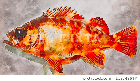 Red Rockfish 118348687