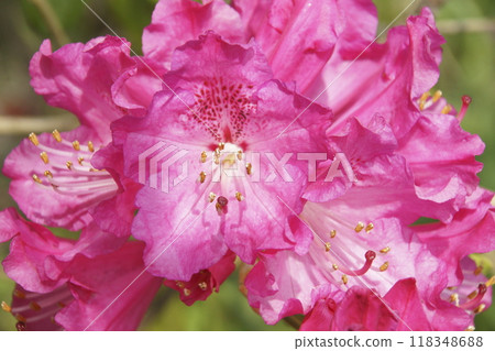 Rhododendron 118348688