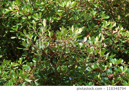 開花後立即結出木石果實 118348794