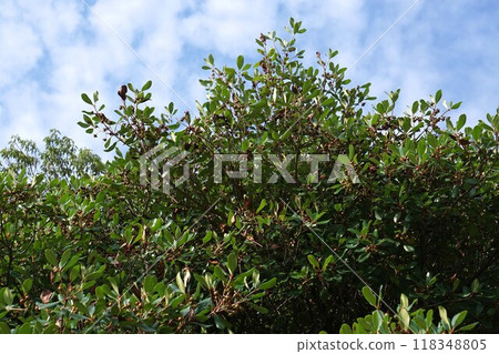 開花後立即結出木石果實 開花後立即結出木石果實 118348805