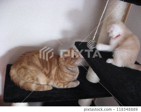 Two cats playing on a cat tower Two cats playing on a cat tower 118348889