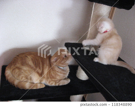 Older cat worries about the kitten on top Older cat worries about the kitten on top 118348890