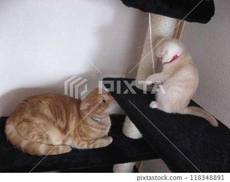 Two cats looking at each other on a cat tower Two cats looking at each other on a cat tower 118348891