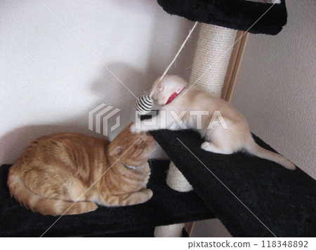Kitten tangled up with older cat Kitten tangled up with older cat 118348892