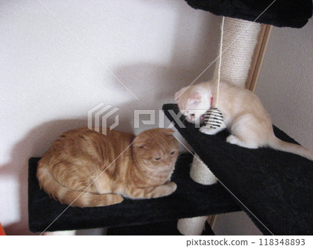 Brother and sister cat Brother and sister cat 118348893