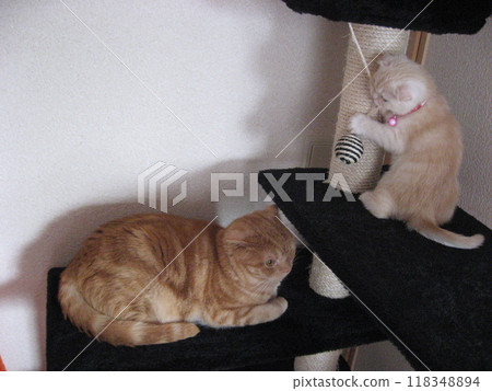 Two cats playing on a cat tower Two cats playing on a cat tower 118348894