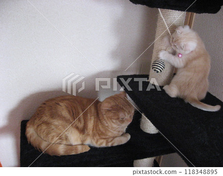 A kitten biting a string and its concerned older brother A kitten biting a string and its concerned older brother 118348895
