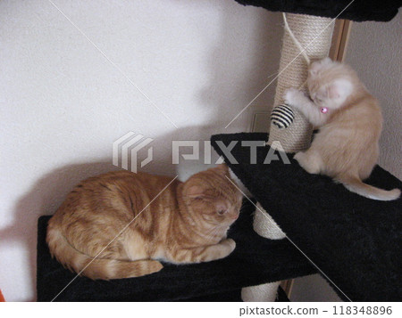 Two cats playing on a cat tower Two cats playing on a cat tower 118348896