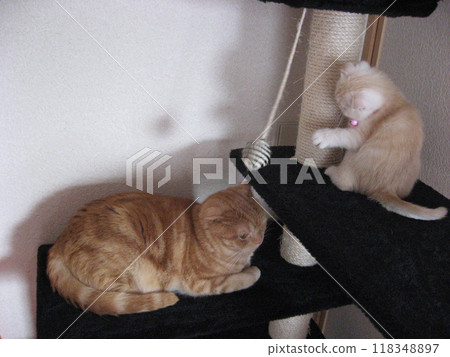 Two cats playing on a cat tower Two cats playing on a cat tower 118348897