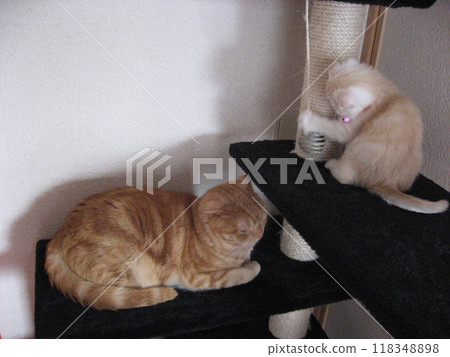 Two cats playing on a cat tower Two cats playing on a cat tower 118348898