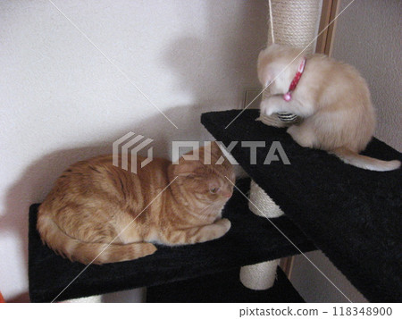 Two cats playing on a cat tower Two cats playing on a cat tower 118348900