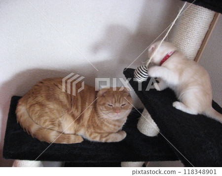 Kitten giving cat punch to older cat 118348901