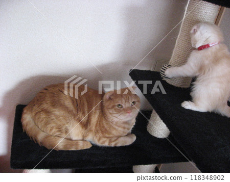 Two cats playing on a cat tower 118348902