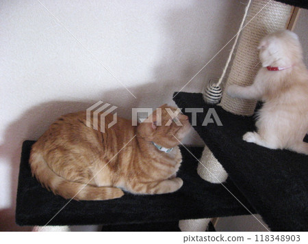 Older cat worries about his raging kitten Older cat worries about his raging kitten 118348903