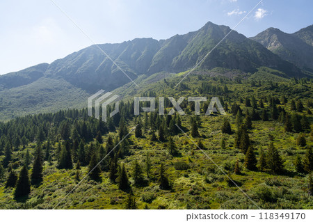 Verdant Mountain Slope with Dense Pine Forest 118349170