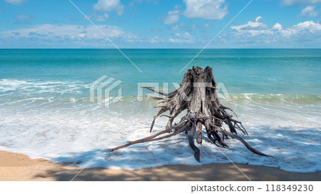Dry roots wooden pieces on the beach Dry roots wooden pieces on the beach 118349230
