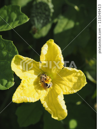 苦瓜和蜜蜂 118349413