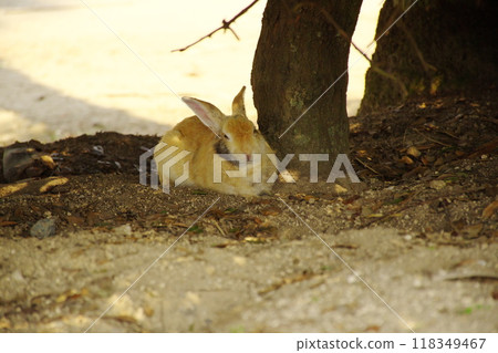 A rabbit on Okunoshima resting in the shade to avoid the strong sunlight. 118349467