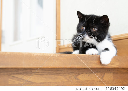 Exotic shorthair kitten at the end of a staircase 118349492