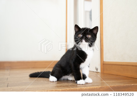 Exotic shorthair kitten at the end of a staircase Exotic shorthair kitten at the end of a staircase 118349520