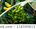 Banana grow on banana tree 118349813