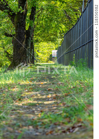 A trail with fallen leaves A trail with fallen leaves 118350382