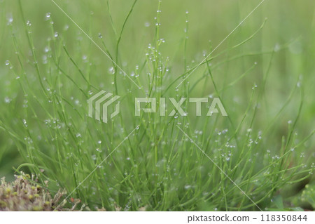 Grass shining with morning dew: Horsetail Grass shining with morning dew: Horsetail 118350844